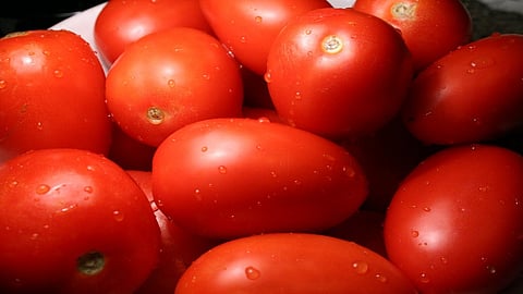 tomato.jpg