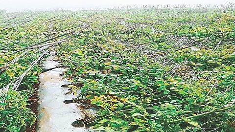tomato growers 1.jpg