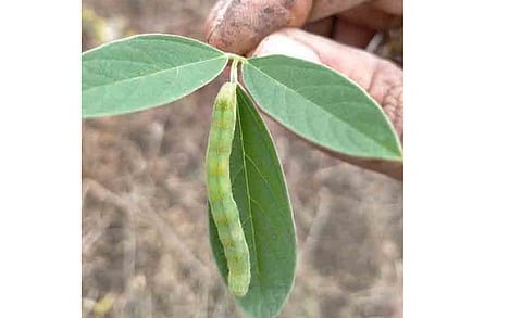 insects attack toor crop in wardha
