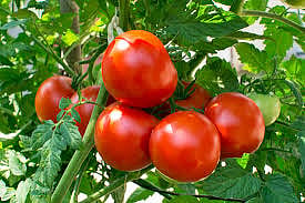 There is nothing wrong with tomato seeds