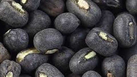 A record price of Rs 8401 was paid to Black gram in Karmala market committee Bazar Samiti