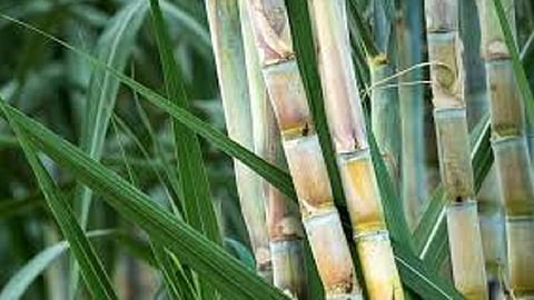 Sugarcane will be available for sifting on an area of ​​one lakh eleven thousand hectares for this year 