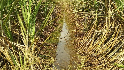 flood sugar cane farming impact in navekhed sangli crushing season will last at least a month