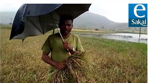 vaghera farmer.png