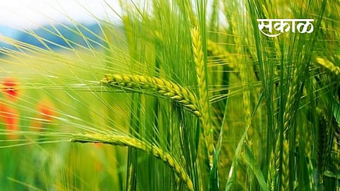 Due to abundant water and nutritious environment in Akola, the wheat crop is looking strong