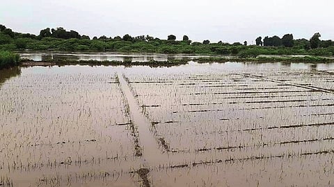 yevala crop damage