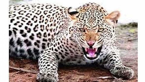 young woman on a two-wheeler was injured in a leopard attack at Ootur