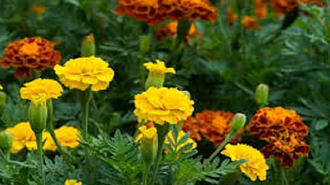 twiglet flower cultivation in mountain area during lockdown period in 4 ekar area of farming in ratnagiri