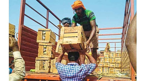 आंबा वाहतुकीतून रत्नागिरी, सिंधुदुर्गात कोट्यवधींची उलाढाल 