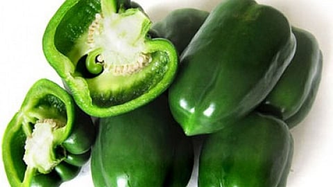 capsicum 