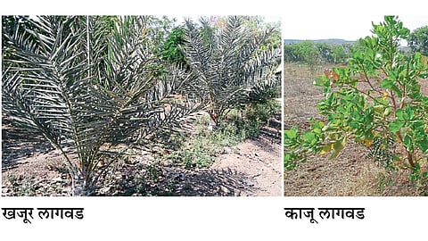 शेतीलाच लावले नोकरीला!