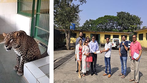 अंध बिबट्या दत्तक घेत साजरा केला वाढदिवस! जिल्हाधिकारी मिलिंद बोरीकर यांच्या कन्येचा पुढाकार
