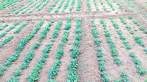 New varieties of groundnut by Shirgaon Agricultural Research Center