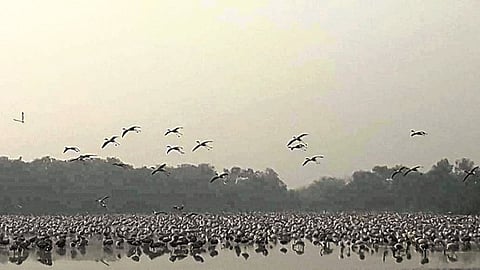 फ्लेमिंगो पक्ष्यांचे विलोभनीय दृश्‍य; नेरूळ खाडीकिनाऱ्यावर पक्षीप्रेमींची गर्दी