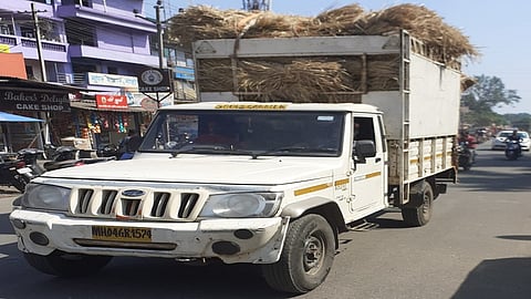 अवकाळीने चाऱ्याचे भाव कडाडले; अडचणींमुळे दुग्ध व्यवसायिकांचा डोक्याला हात
