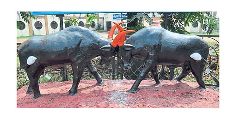 रेड्याच्या टकरीला मिळाली नवी झळाळी