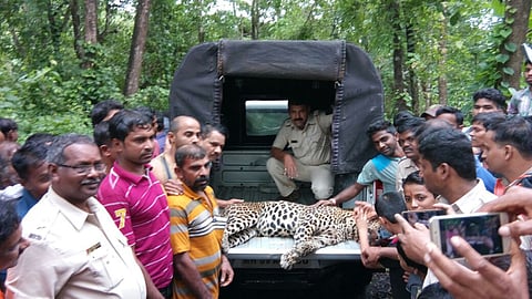 Leopard
