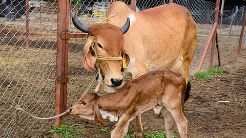  औरंगाबाद : सुलतानपुर येथील गीर जातीच्या गोमती गायीसह तिची कालवड अलेक्सा