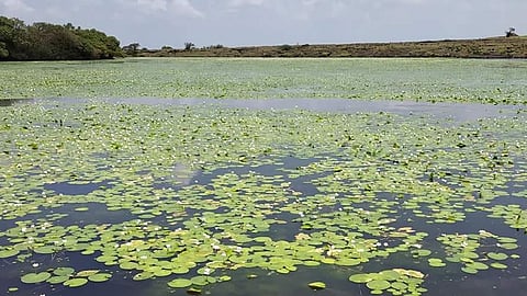 कासचा फुलांचा हंगाम टिपेला! 