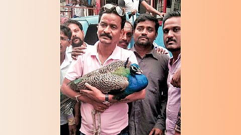 अहो, आश्‍चर्यम्‌!  बुधवार पेठेत मोर