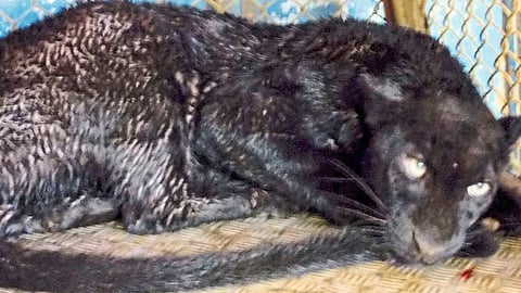 Black Panther seen in Janshi Bakale region in Rajapur Taluka 