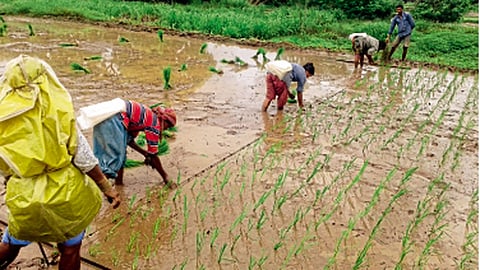 4Rice_Planting.jpg