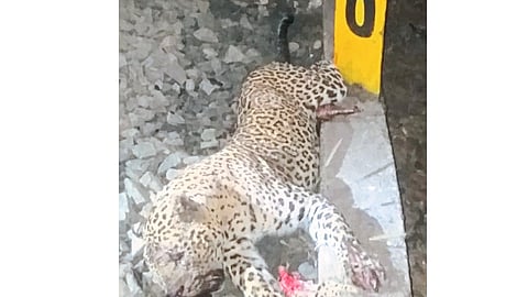 Leopard Dead In Rail Accident Ratnagiri Marathi News 