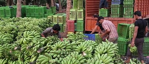 केळीला हेक्टरी ३३ हजार फळपीक संरक्षित विमा मंजूर    