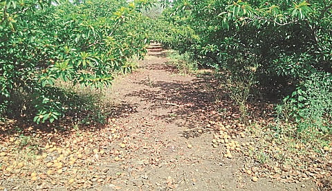 भूम : लॉकडाउनमुळे चिकूची तोडणी, विक्री करता आली नसल्यामुळे झाडाखाली पडलेला चिकू फळांचा सडा. 