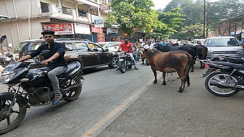 पिंपरी : मोकाट घोडे, कुत्रे रस्त्यावर