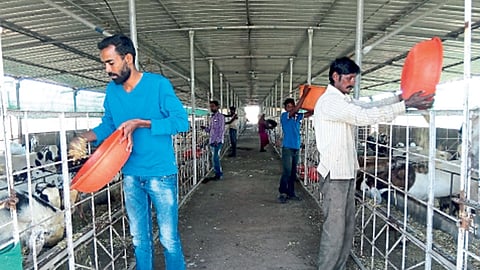 कोळगाव येथे जाधव बंधूंनी रेणुका गोट फार्म सुरू केला आहे.