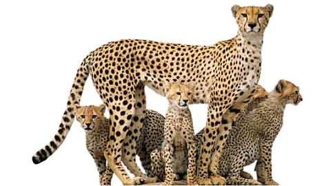 African-Leopard