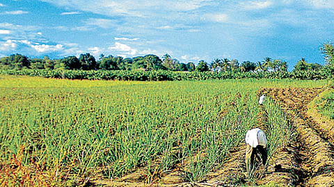 Agriculture