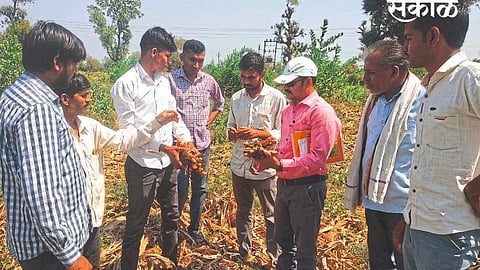 Agronomist Shashank Date said that post harvest processing of turmeric increases the yield and also improves the quality of turmeric.jpg
