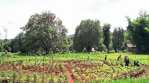 Vegetables Grown Through Self-Help Groups Kolhapur Marathi News