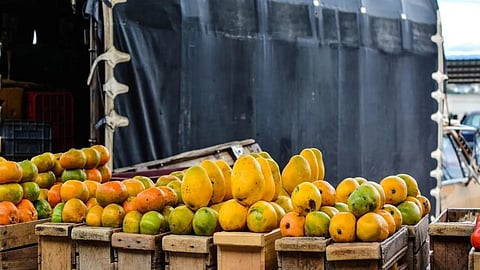 mango transport issue konkan sindhudurg