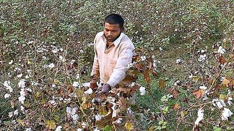 mortal of a man found in cotton farm in wardha district 