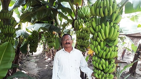 Banana_Agri