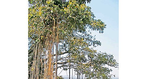 Banyan-Tree