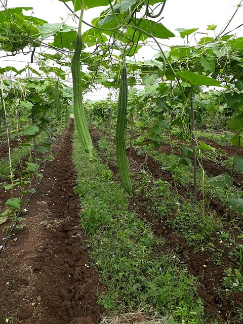 Barshi Crop