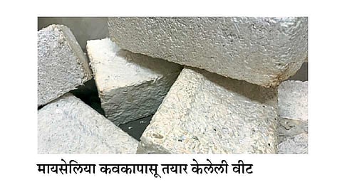 सर्च-रिसर्च :  मंगळावर कवकांच्या भिंती आणि छत!