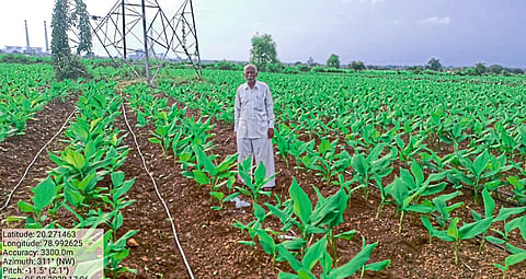 भद्रावती तालुक्‍यातील चंदनखेडा परिसरात शेतात लागवड करण्यात आलेली हळद.