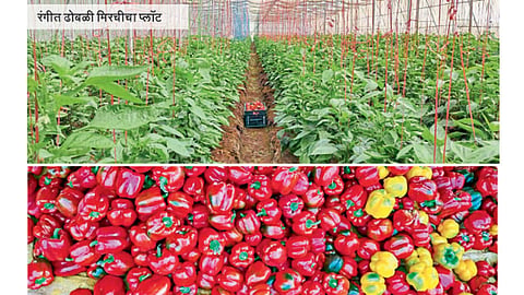 Chilli