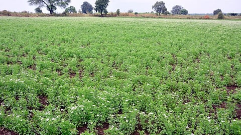 Coriander