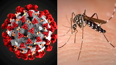 Corona-and-Dengue