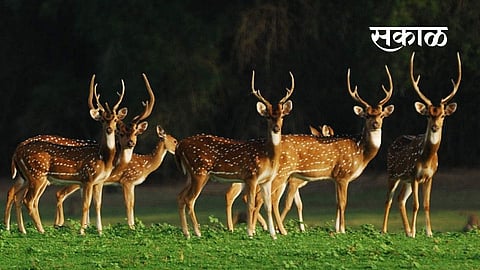 Deer