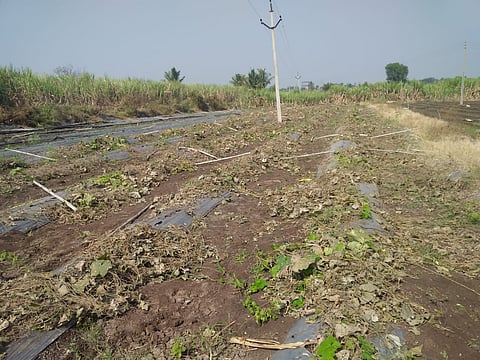 Dodka