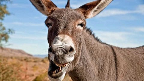 donkey