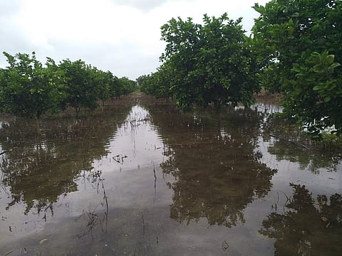Eighty five thousand farmers in Paithan taluka are waiting for help due to lack of help.jpg