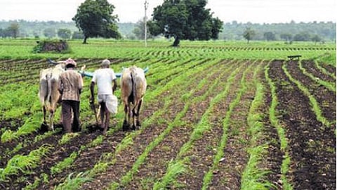 Farmer